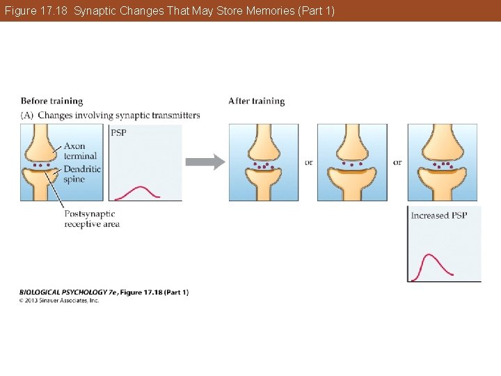 Figure 17. 18 Synaptic Changes That May Store Memories (Part 1) Figure 17. 18 Synaptic Changes That May Store Memories (Part 1)