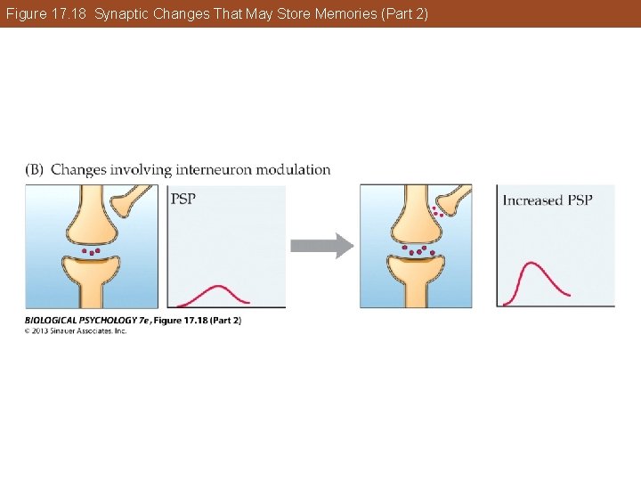 Figure 17. 18 Synaptic Changes That May Store Memories (Part 2) Figure 17. 18 Synaptic Changes That May Store Memories (Part 2)