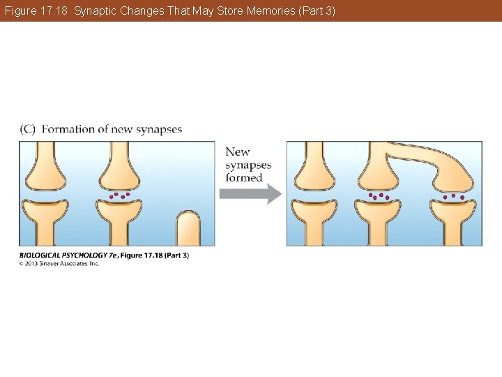 Figure 17. 18 Synaptic Changes That May Store Memories (Part 3) Figure 17. 18 Synaptic Changes That May Store Memories (Part 3)