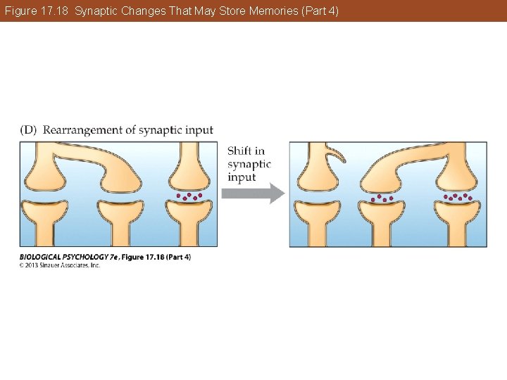 Figure 17. 18 Synaptic Changes That May Store Memories (Part 4) Figure 17. 18 Synaptic Changes That May Store Memories (Part 4)