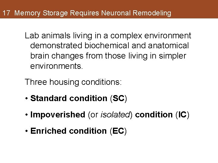 17 Memory Storage Requires Neuronal Remodeling Lab animals living in a complex environment demonstrated 17 Memory Storage Requires Neuronal Remodeling Lab animals living in a complex environment demonstrated