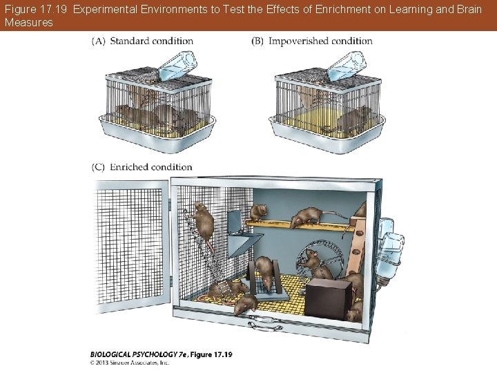 Figure 17. 19 Experimental Environments to Test the Effects of Enrichment on Learning and Figure 17. 19 Experimental Environments to Test the Effects of Enrichment on Learning and