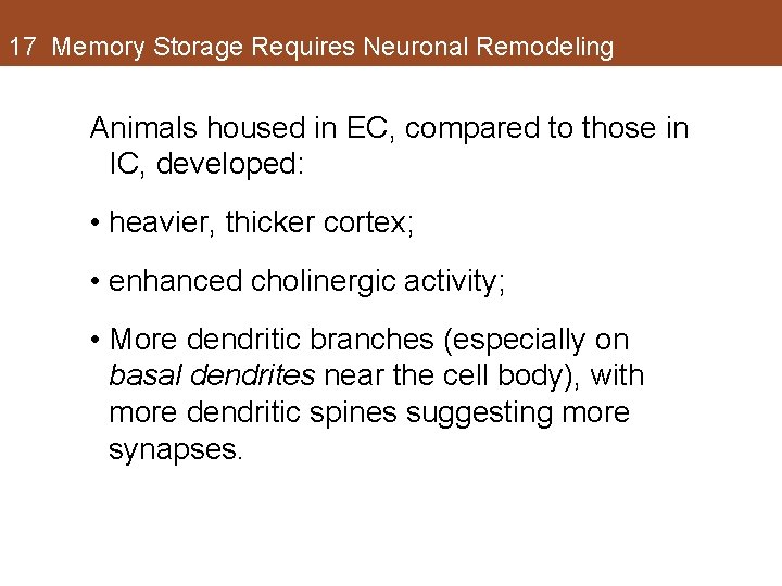 17 Memory Storage Requires Neuronal Remodeling Animals housed in EC, compared to those in 17 Memory Storage Requires Neuronal Remodeling Animals housed in EC, compared to those in