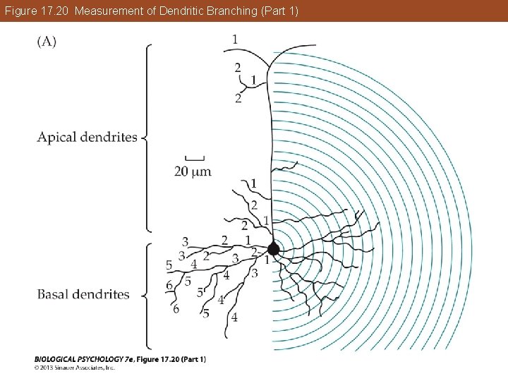 Figure 17. 20 Measurement of Dendritic Branching (Part 1) Figure 17. 20 Measurement of Dendritic Branching (Part 1)