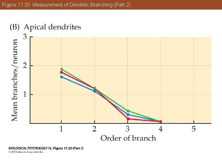 Figure 17. 20 Measurement of Dendritic Branching (Part 2) Figure 17. 20 Measurement of Dendritic Branching (Part 2)