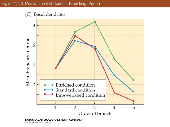 Figure 17. 20 Measurement of Dendritic Branching (Part 3) Figure 17. 20 Measurement of Dendritic Branching (Part 3)
