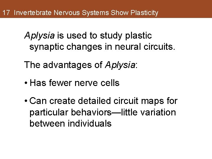 17 Invertebrate Nervous Systems Show Plasticity Aplysia is used to study plastic synaptic changes 17 Invertebrate Nervous Systems Show Plasticity Aplysia is used to study plastic synaptic changes
