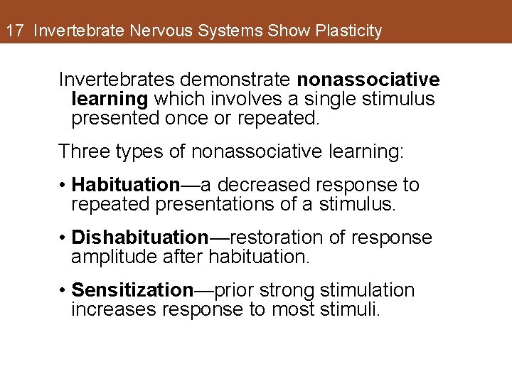 17 Invertebrate Nervous Systems Show Plasticity Invertebrates demonstrate nonassociative learning which involves a single 17 Invertebrate Nervous Systems Show Plasticity Invertebrates demonstrate nonassociative learning which involves a single