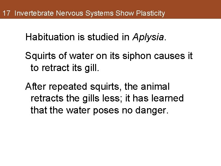 17 Invertebrate Nervous Systems Show Plasticity Habituation is studied in Aplysia. Squirts of water 17 Invertebrate Nervous Systems Show Plasticity Habituation is studied in Aplysia. Squirts of water