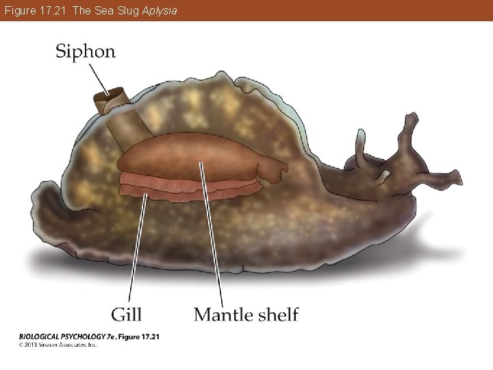 Figure 17. 21 The Sea Slug Aplysia Figure 17. 21 The Sea Slug Aplysia