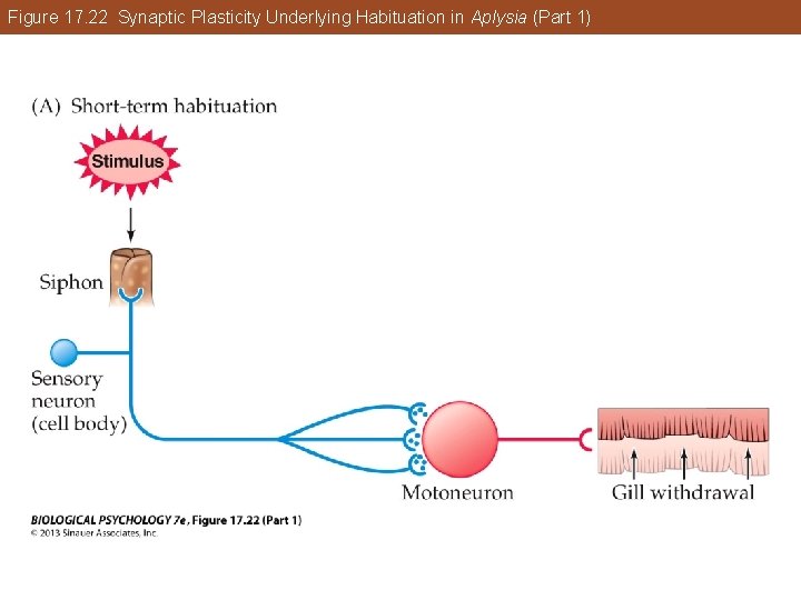 Figure 17. 22 Synaptic Plasticity Underlying Habituation in Aplysia (Part 1) Figure 17. 22 Synaptic Plasticity Underlying Habituation in Aplysia (Part 1)