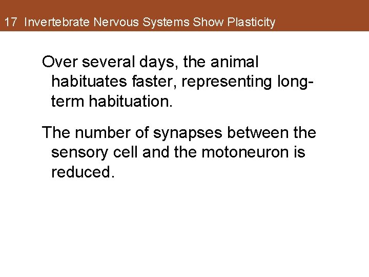 17 Invertebrate Nervous Systems Show Plasticity Over several days, the animal habituates faster, representing 17 Invertebrate Nervous Systems Show Plasticity Over several days, the animal habituates faster, representing