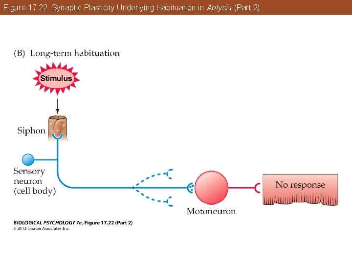 Figure 17. 22 Synaptic Plasticity Underlying Habituation in Aplysia (Part 2) Figure 17. 22 Synaptic Plasticity Underlying Habituation in Aplysia (Part 2)