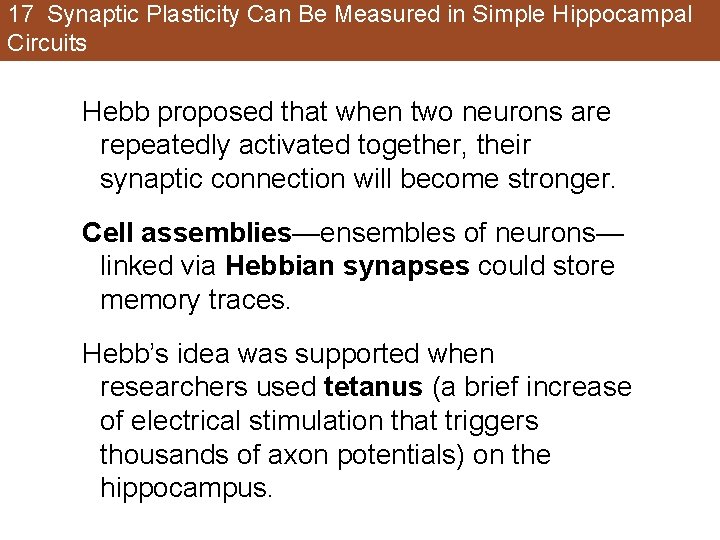17 Synaptic Plasticity Can Be Measured in Simple Hippocampal Circuits Hebb proposed that when 17 Synaptic Plasticity Can Be Measured in Simple Hippocampal Circuits Hebb proposed that when