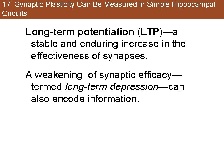 17 Synaptic Plasticity Can Be Measured in Simple Hippocampal Circuits Long-term potentiation (LTP)—a stable 17 Synaptic Plasticity Can Be Measured in Simple Hippocampal Circuits Long-term potentiation (LTP)—a stable