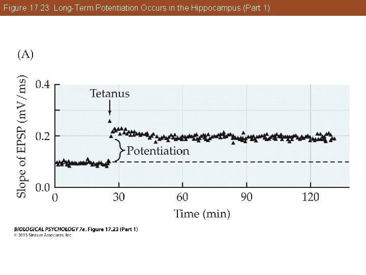 Figure 17. 23 Long-Term Potentiation Occurs in the Hippocampus (Part 1) Figure 17. 23 Long-Term Potentiation Occurs in the Hippocampus (Part 1)