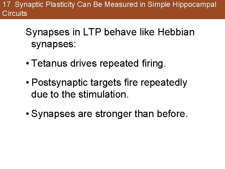 17 Synaptic Plasticity Can Be Measured in Simple Hippocampal Circuits Synapses in LTP behave 17 Synaptic Plasticity Can Be Measured in Simple Hippocampal Circuits Synapses in LTP behave