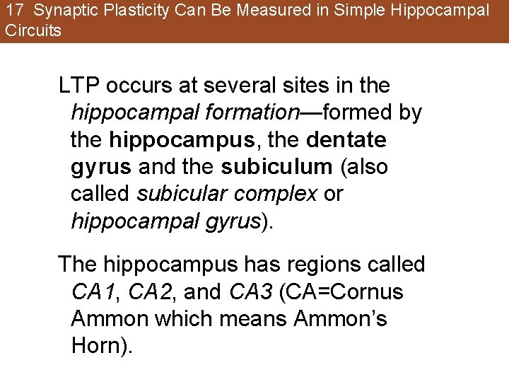 17 Synaptic Plasticity Can Be Measured in Simple Hippocampal Circuits LTP occurs at several 17 Synaptic Plasticity Can Be Measured in Simple Hippocampal Circuits LTP occurs at several