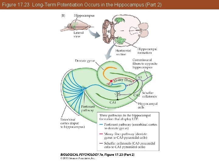 Figure 17. 23 Long-Term Potentiation Occurs in the Hippocampus (Part 2) Figure 17. 23 Long-Term Potentiation Occurs in the Hippocampus (Part 2)