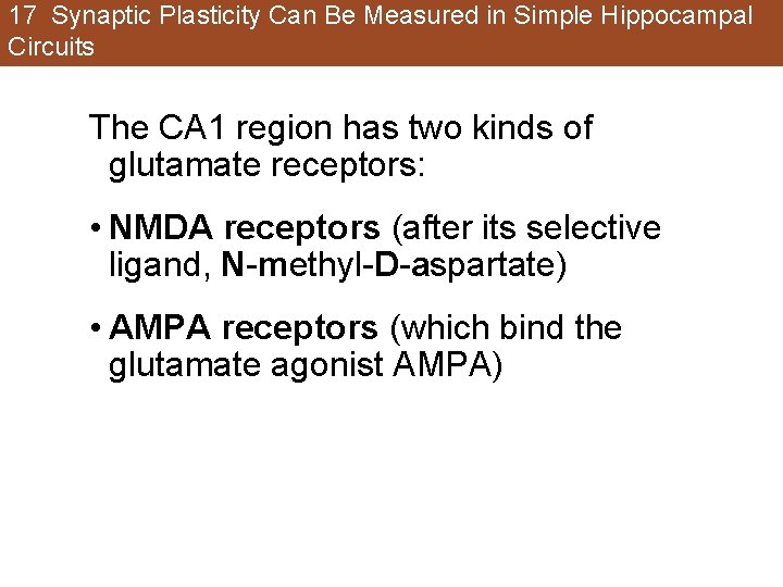 17 Synaptic Plasticity Can Be Measured in Simple Hippocampal Circuits The CA 1 region 17 Synaptic Plasticity Can Be Measured in Simple Hippocampal Circuits The CA 1 region