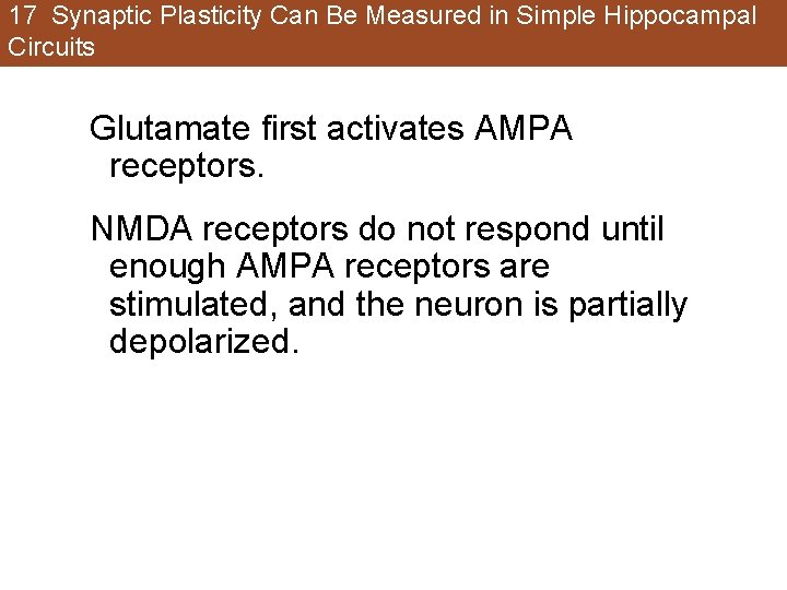 17 Synaptic Plasticity Can Be Measured in Simple Hippocampal Circuits Glutamate first activates AMPA 17 Synaptic Plasticity Can Be Measured in Simple Hippocampal Circuits Glutamate first activates AMPA