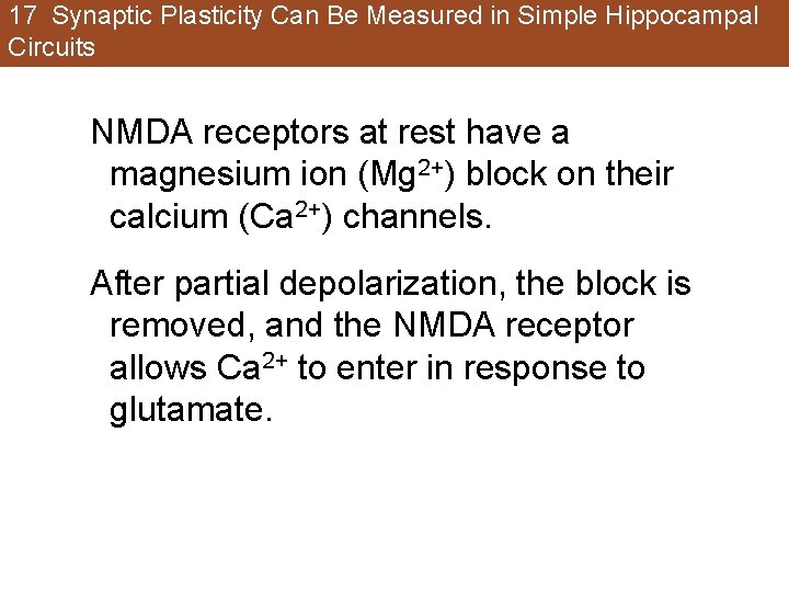 17 Synaptic Plasticity Can Be Measured in Simple Hippocampal Circuits NMDA receptors at rest 17 Synaptic Plasticity Can Be Measured in Simple Hippocampal Circuits NMDA receptors at rest