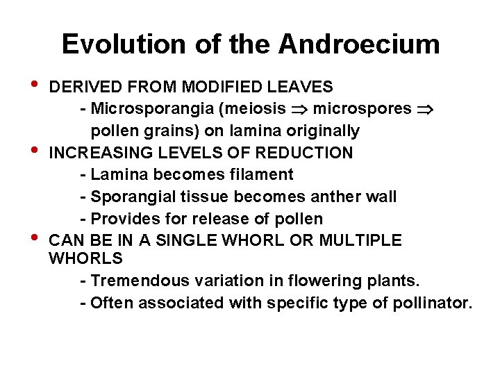 Evolution of the Androecium • • • DERIVED FROM MODIFIED LEAVES - Microsporangia (meiosis