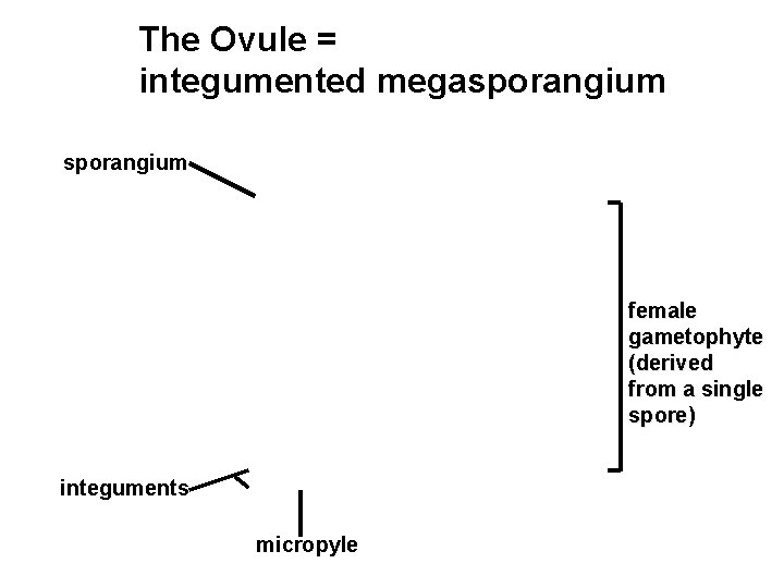 The Ovule = integumented megasporangium female gametophyte (derived from a single spore) integuments micropyle