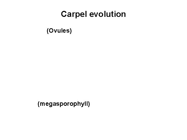 Carpel evolution (Ovules) (megasporophyll) 