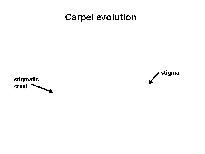 Carpel evolution stigmatic crest 