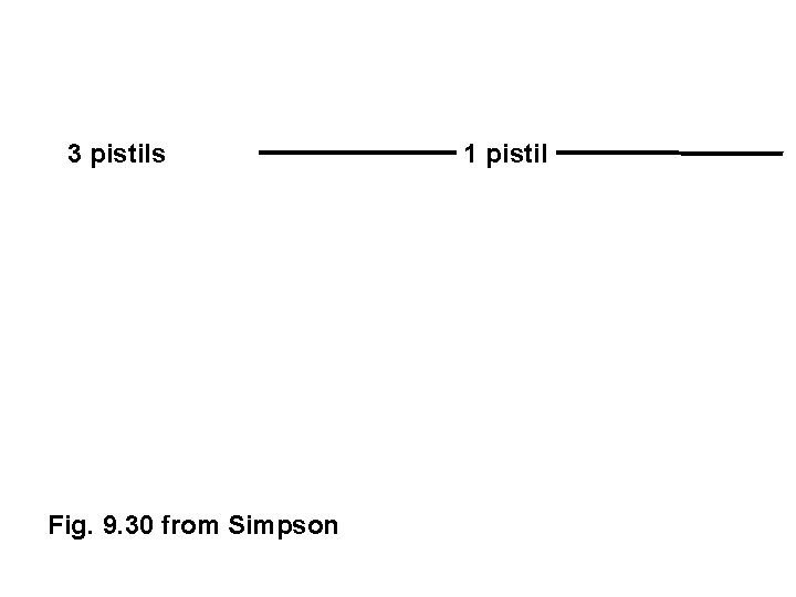 3 pistils Fig. 9. 30 from Simpson 1 pistil 
