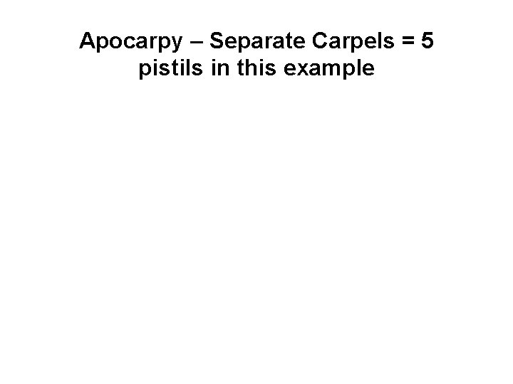 Apocarpy – Separate Carpels = 5 pistils in this example 