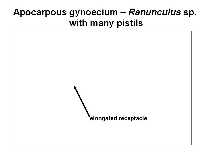 Apocarpous gynoecium – Ranunculus sp. with many pistils elongated receptacle 