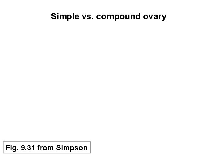 Simple vs. compound ovary Fig. 9. 31 from Simpson 