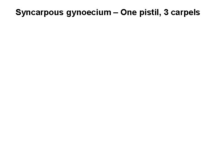 Syncarpous gynoecium – One pistil, 3 carpels 