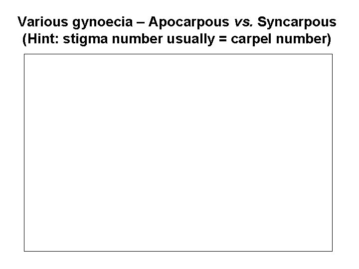 Various gynoecia – Apocarpous vs. Syncarpous (Hint: stigma number usually = carpel number) 