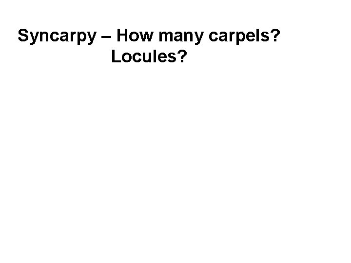 Syncarpy – How many carpels? Locules? 