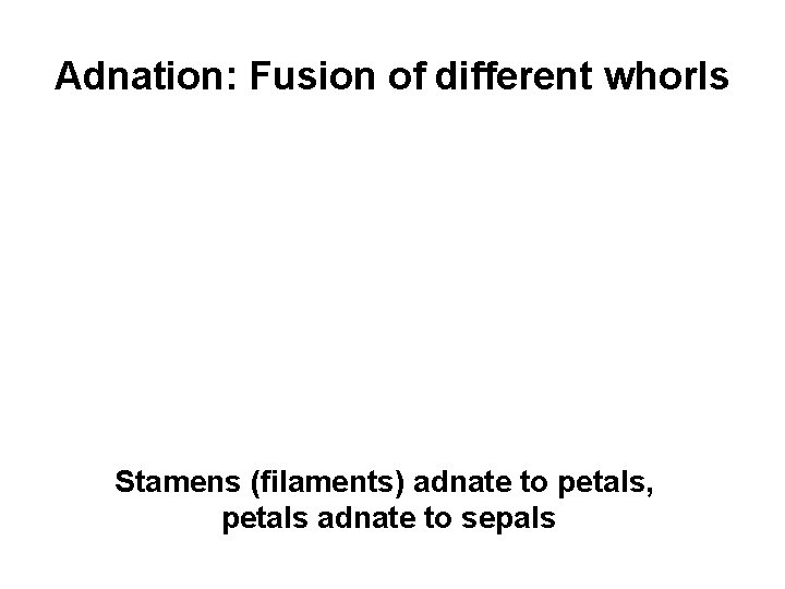 Adnation: Fusion of different whorls Stamens (filaments) adnate to petals, petals adnate to sepals