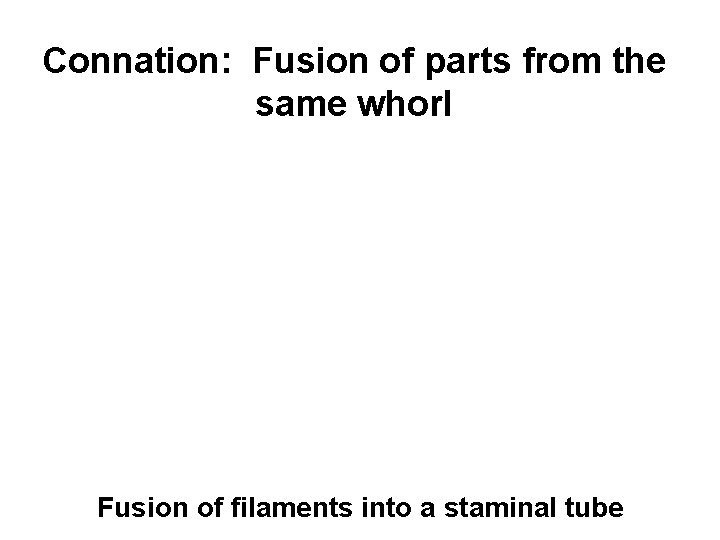 Connation: Fusion of parts from the same whorl Fusion of filaments into a staminal