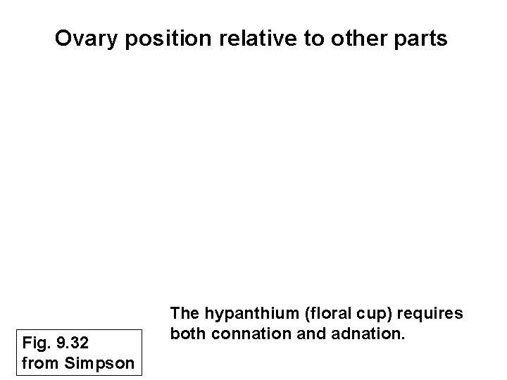 Ovary position relative to other parts Fig. 9. 32 from Simpson The hypanthium (floral