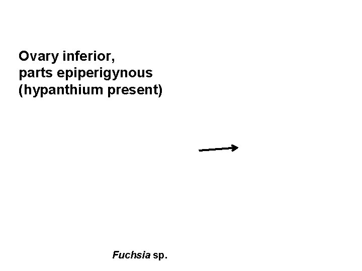 Ovary inferior, parts epiperigynous (hypanthium present) Fuchsia sp. 