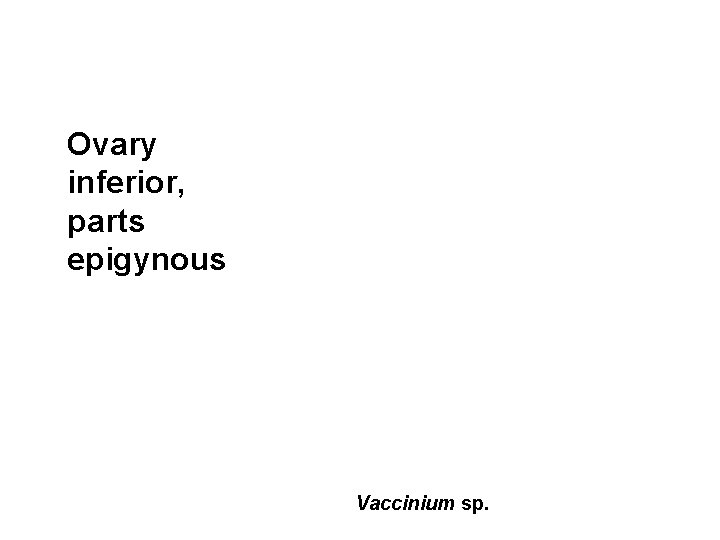 Ovary inferior, parts epigynous Vaccinium sp. 