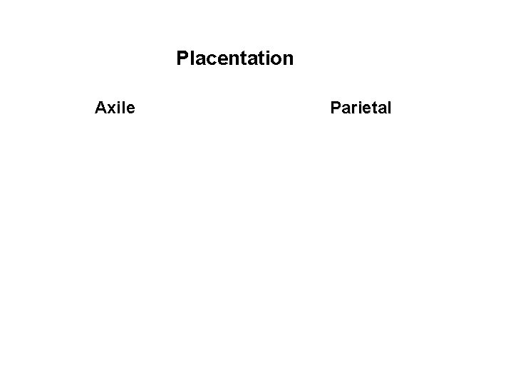 Placentation Axile Parietal 