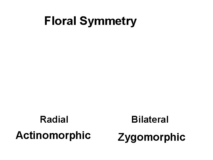 Floral Symmetry Radial Bilateral Actinomorphic Zygomorphic 
