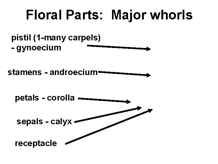 Floral Parts: Major whorls pistil (1 -many carpels) - gynoecium stamens - androecium petals