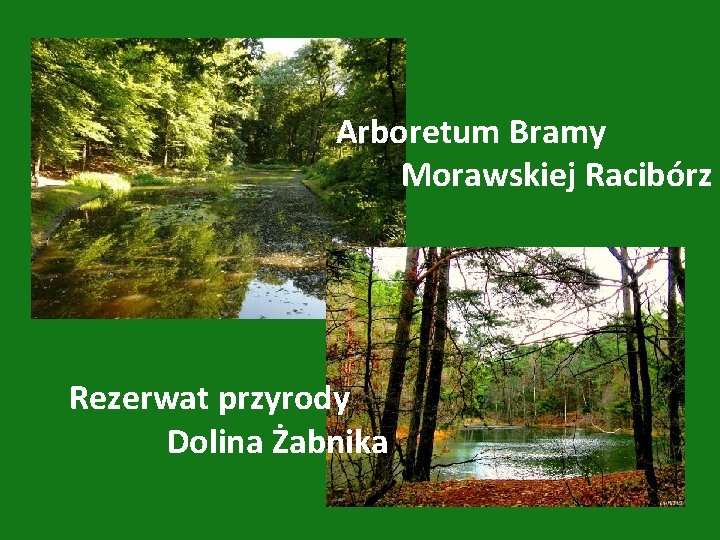  Arboretum Bramy Morawskiej Racibórz Rezerwat przyrody Dolina Żabnika 