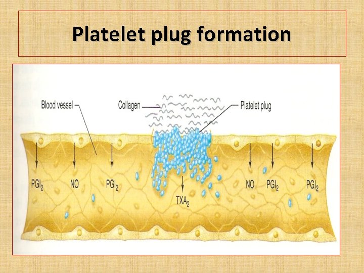 Platelet plug formation 