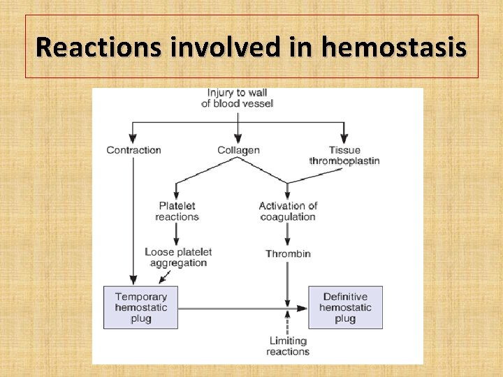 Reactions involved in hemostasis 