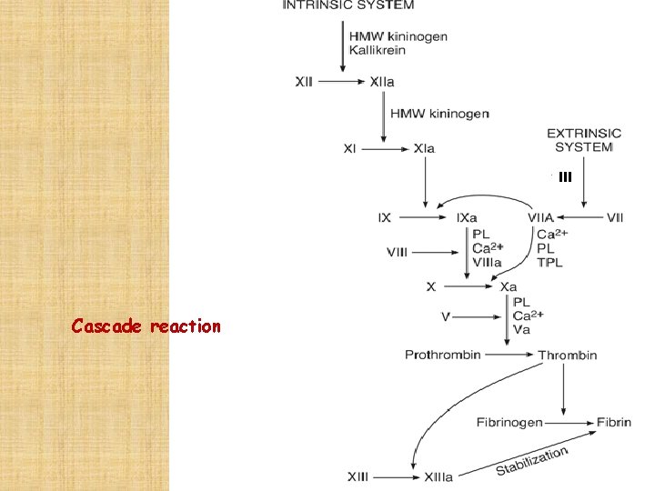 III Cascade reaction 