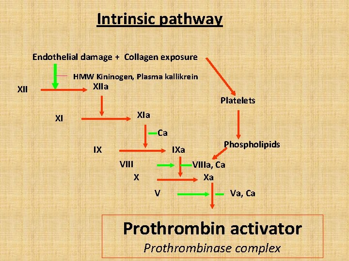 Intrinsic pathway Endothelial damage + Collagen exposure HMW Kininogen, Plasma kallikrein XIIa XII Platelets